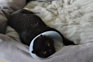 Chat collerette noir