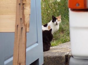 Lire la suite à propos de l’article Le rôle des chats sur la base opérationnelle de l’Île Longue