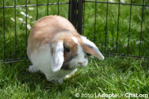 Lire la suite à propos de l’article Lapin’up (Adoptée)