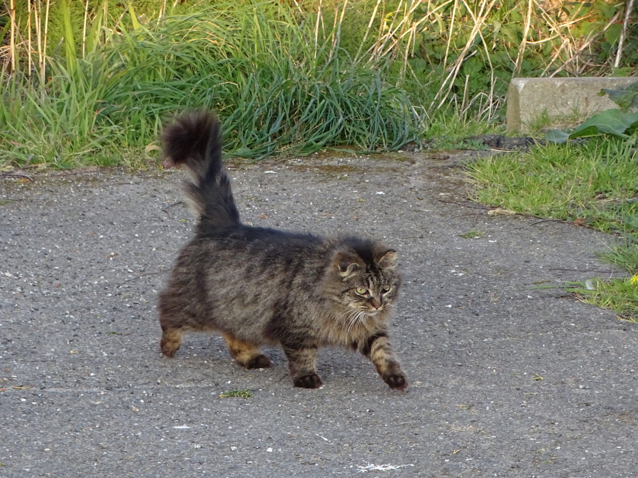 Nourrisage des chats errants/libres