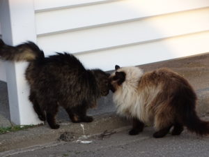 Lire la suite à propos de l’article Nourrisage des chats errants/libres