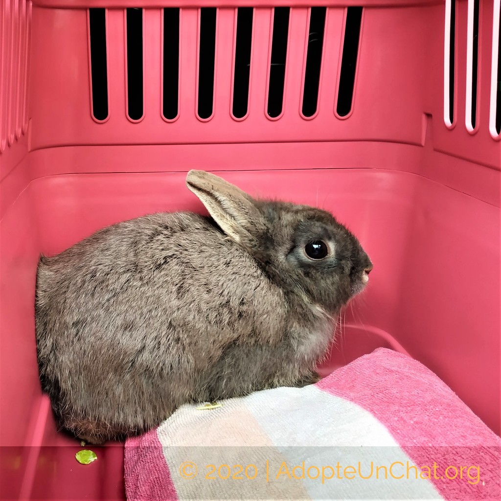 Comment Convaincre Ses Parents Davoir Un Lapin Comment Convaincre Ses Parents D'avoir Un Lapin | AUTOMASITES