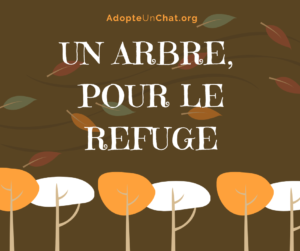 Lire la suite à propos de l’article Un arbre pour le refuge