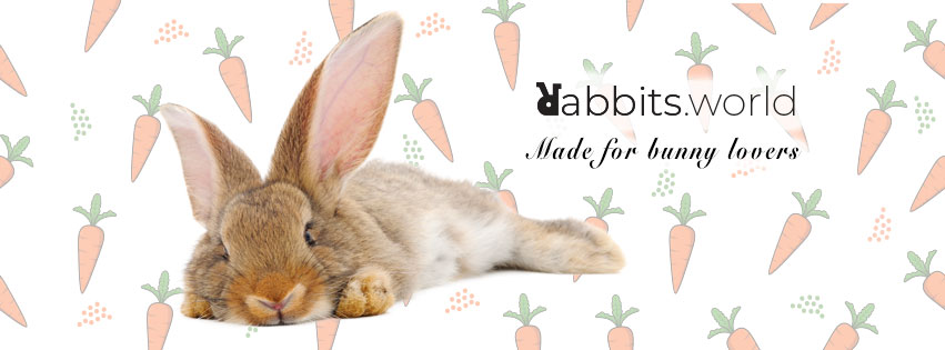 Carte cadeau lapin- Rabbits Worl