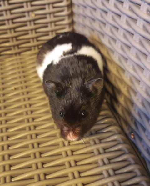 2 Hamsters dorés