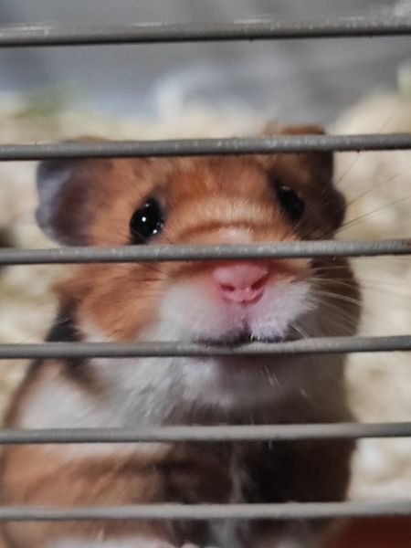 You are currently viewing 8 Hamsters dorés