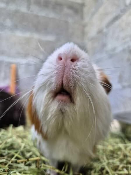Lire la suite à propos de l’article Nos 4 cochons d’inde