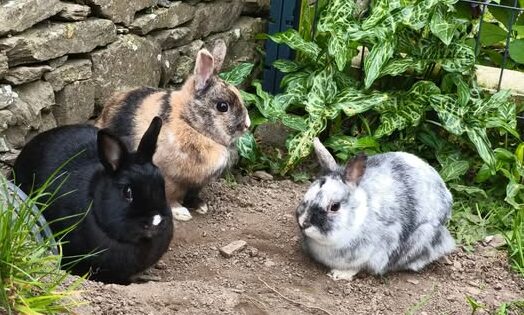 Twixy, Triskell et Tic-tac