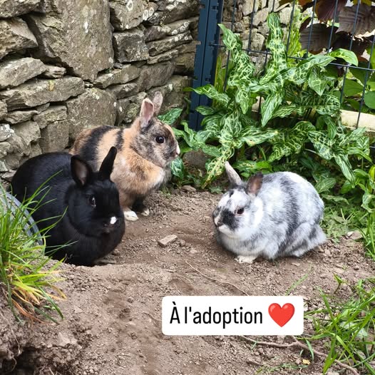 Twixy, Triskell et Tic-tac