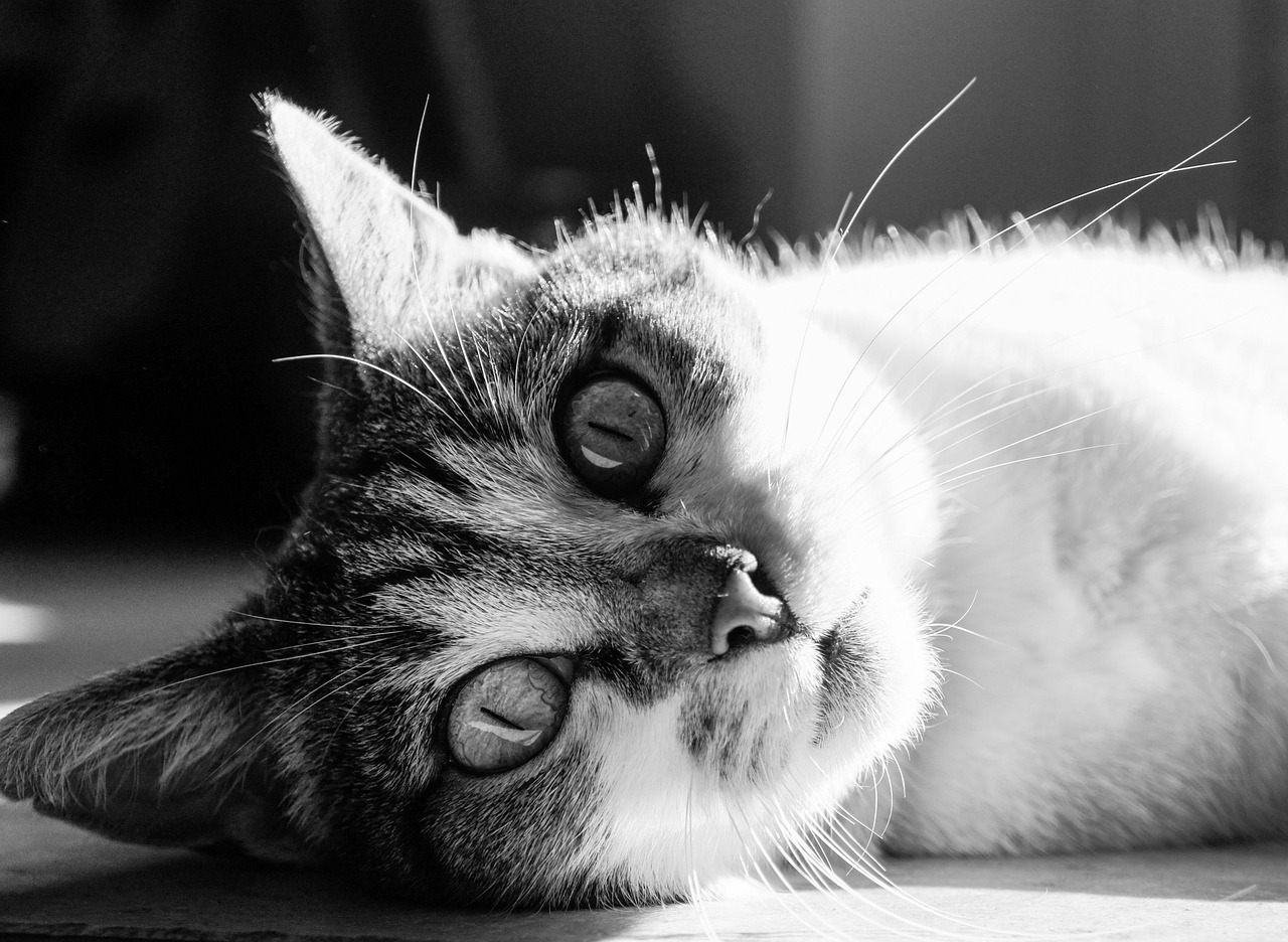 animal, cat, animaux, nature, domestique, portrait de chat, des animaux, chat, pet, animal de compagnie, gray talking